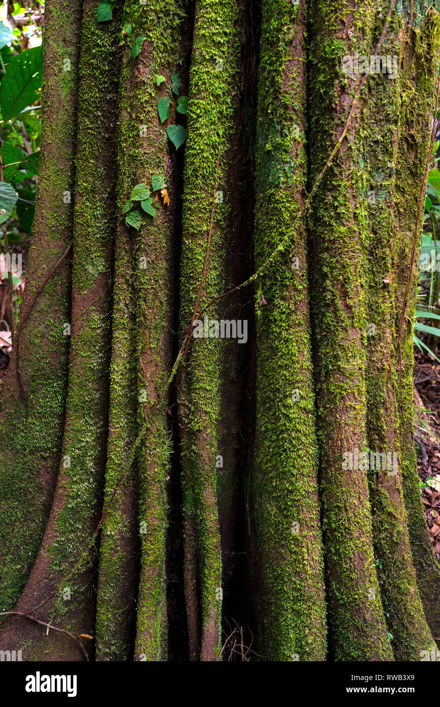 Les arbres de la forêt tropicale et la faune dans le Parc National de Tortuguero, Costa Rica Banque D'Images