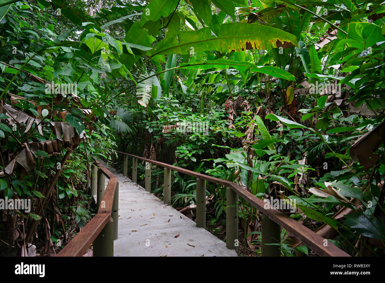 Sentier forestier dans le Parc National de Tortuguero, Costa Rica Banque D'Images