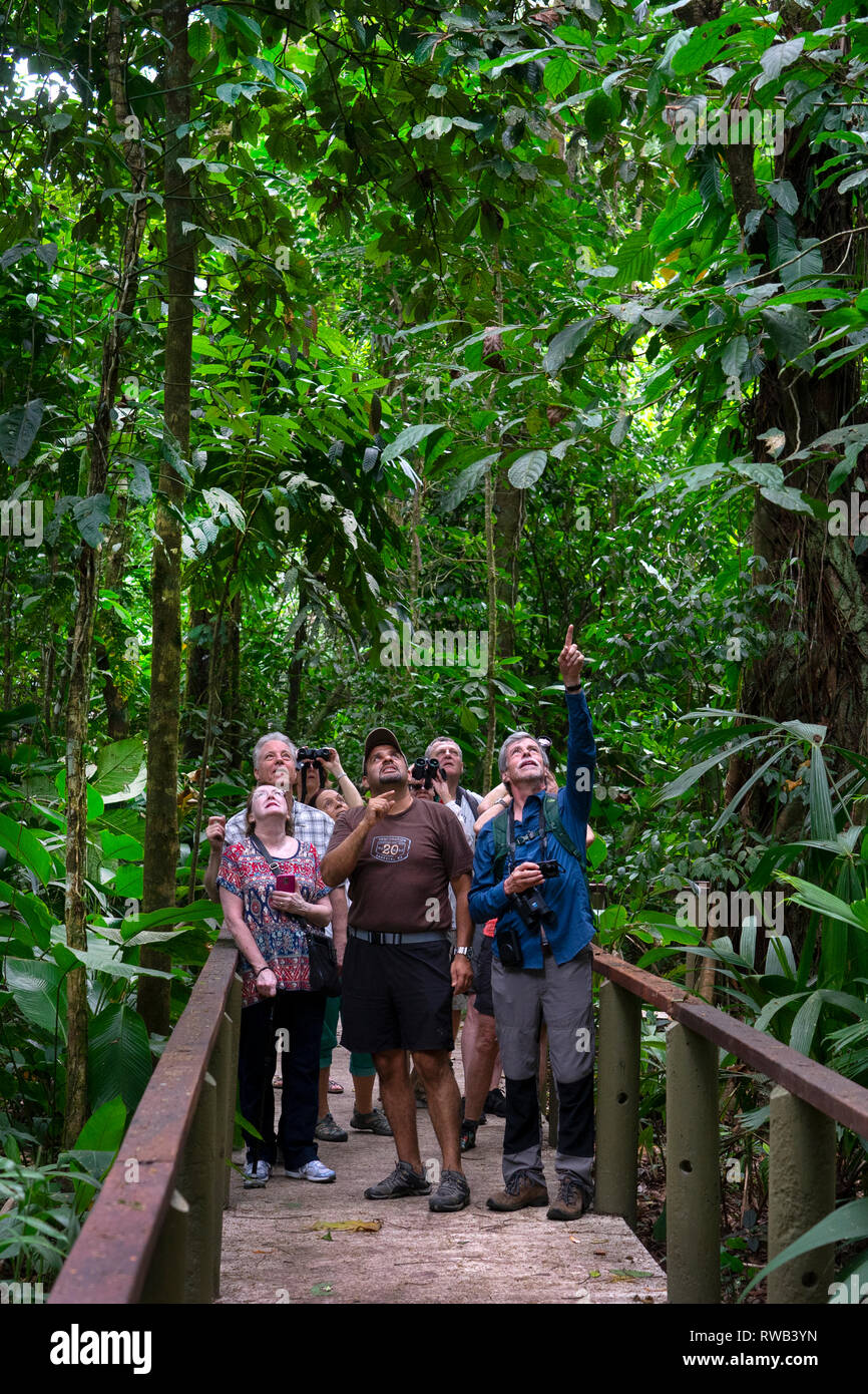 Les touristes avec guide sur le sentier au Parc National de Tortuguero, Costa Rica Banque D'Images