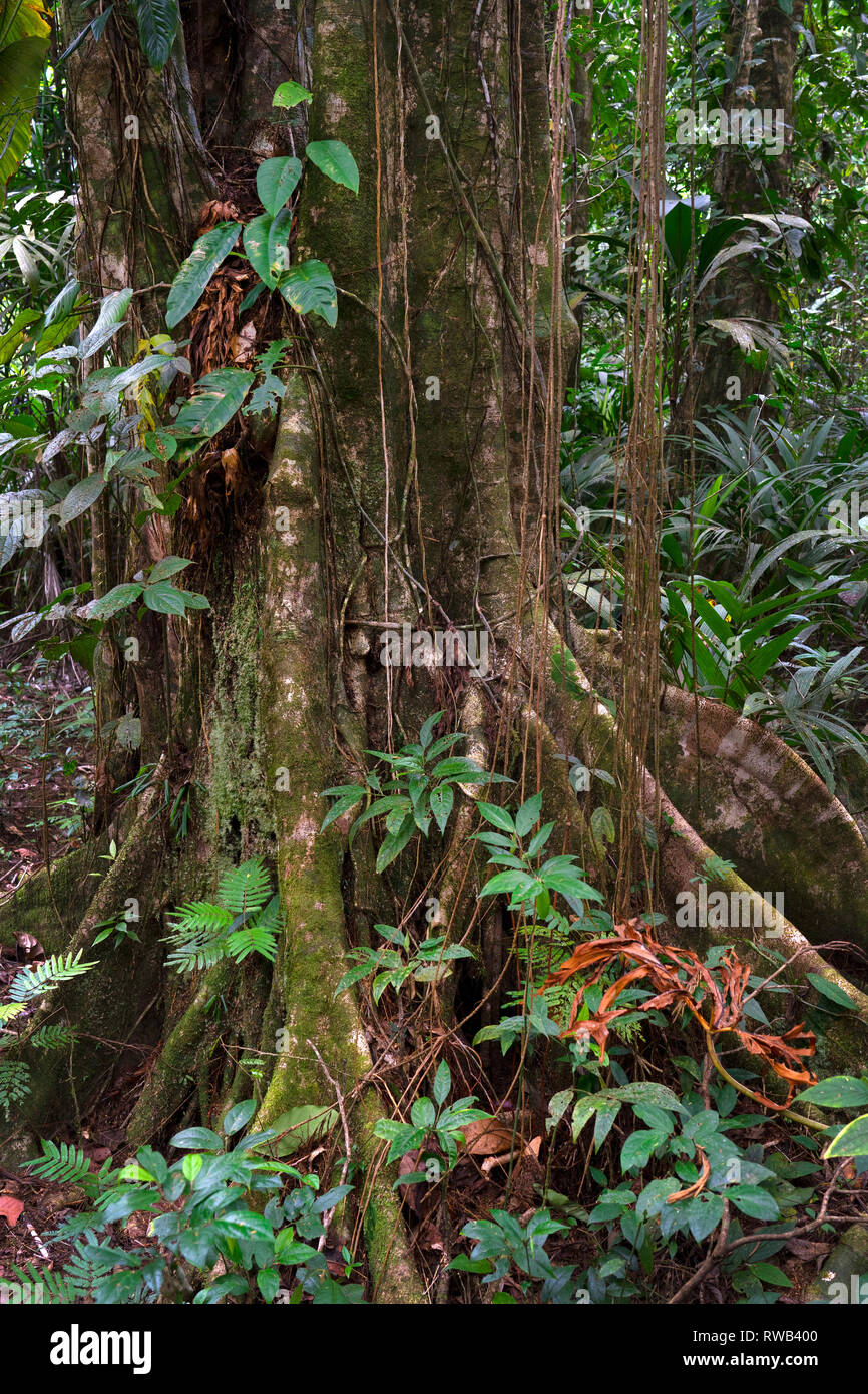 Les arbres de la forêt tropicale et la faune dans le Parc National de Tortuguero, Costa Rica Banque D'Images