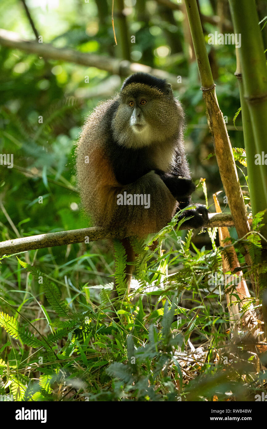 Golden Monkey en forêt de bambou, Cercopithecus kandti, Mgahinga Gorilla National Park, de l'Ouganda Banque D'Images