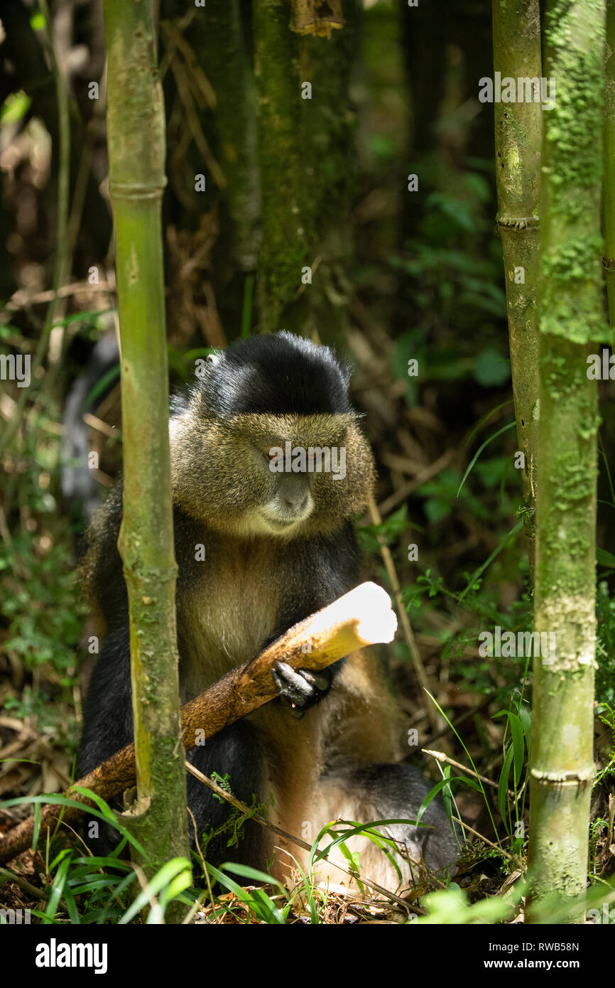 Golden Monkey en forêt de bambou, Cercopithecus kandti, Mgahinga Gorilla National Park, de l'Ouganda Banque D'Images