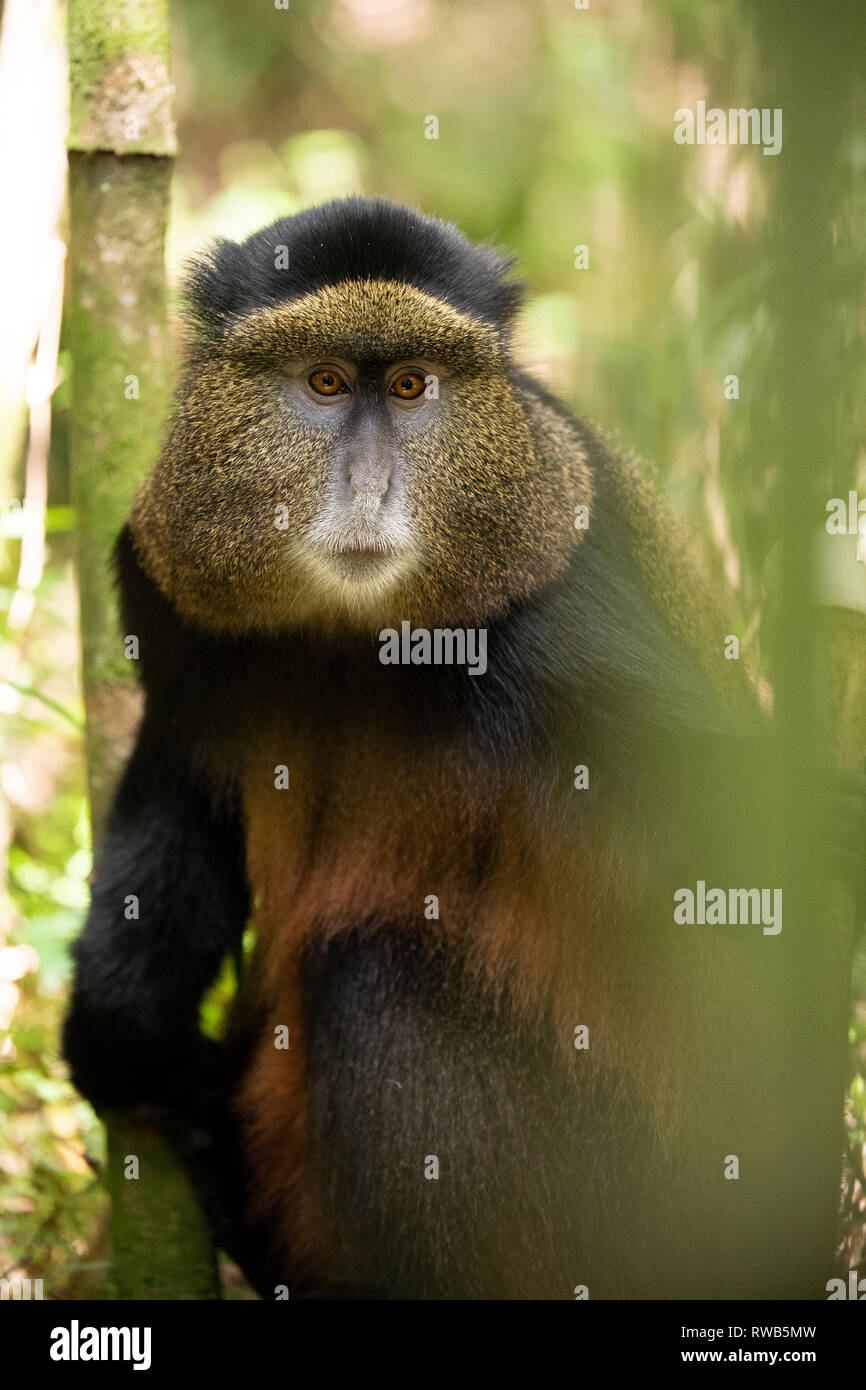 Golden Monkey en forêt de bambou, Cercopithecus kandti, Mgahinga Gorilla National Park, de l'Ouganda Banque D'Images
