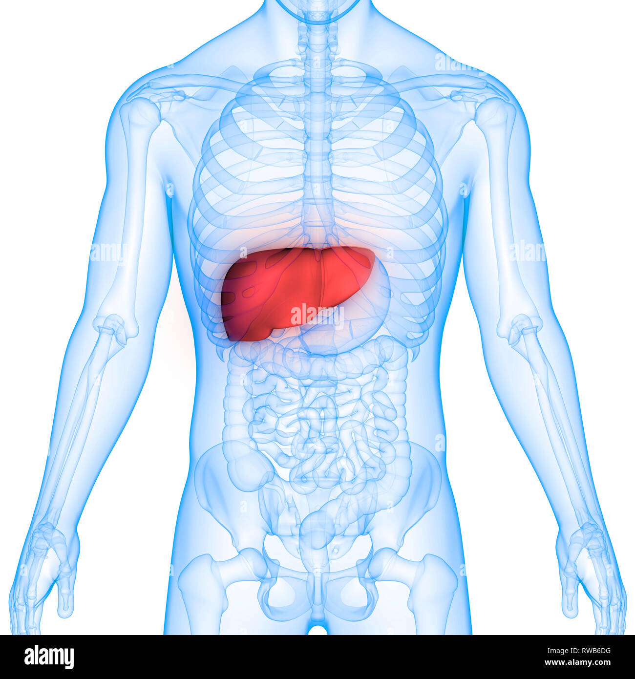 Anatomie du foie humain Banque D'Images