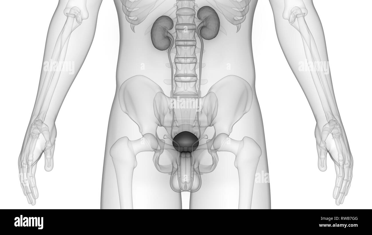 Les droits de l'appareil urinaire les reins avec l'anatomie de la vessie Banque D'Images