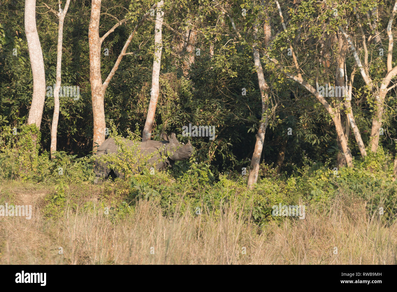 Le rhinocéros indien (Rhinoceros unicornis) dans le parc national de Chitwan, Népal - une destination populaire pour les touristes l'observation de la faune. Banque D'Images