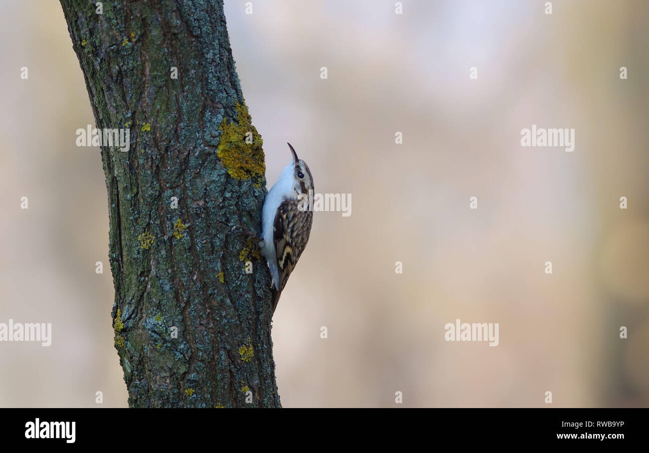 Bruant eurasien posant sur une tige de lichen Banque D'Images