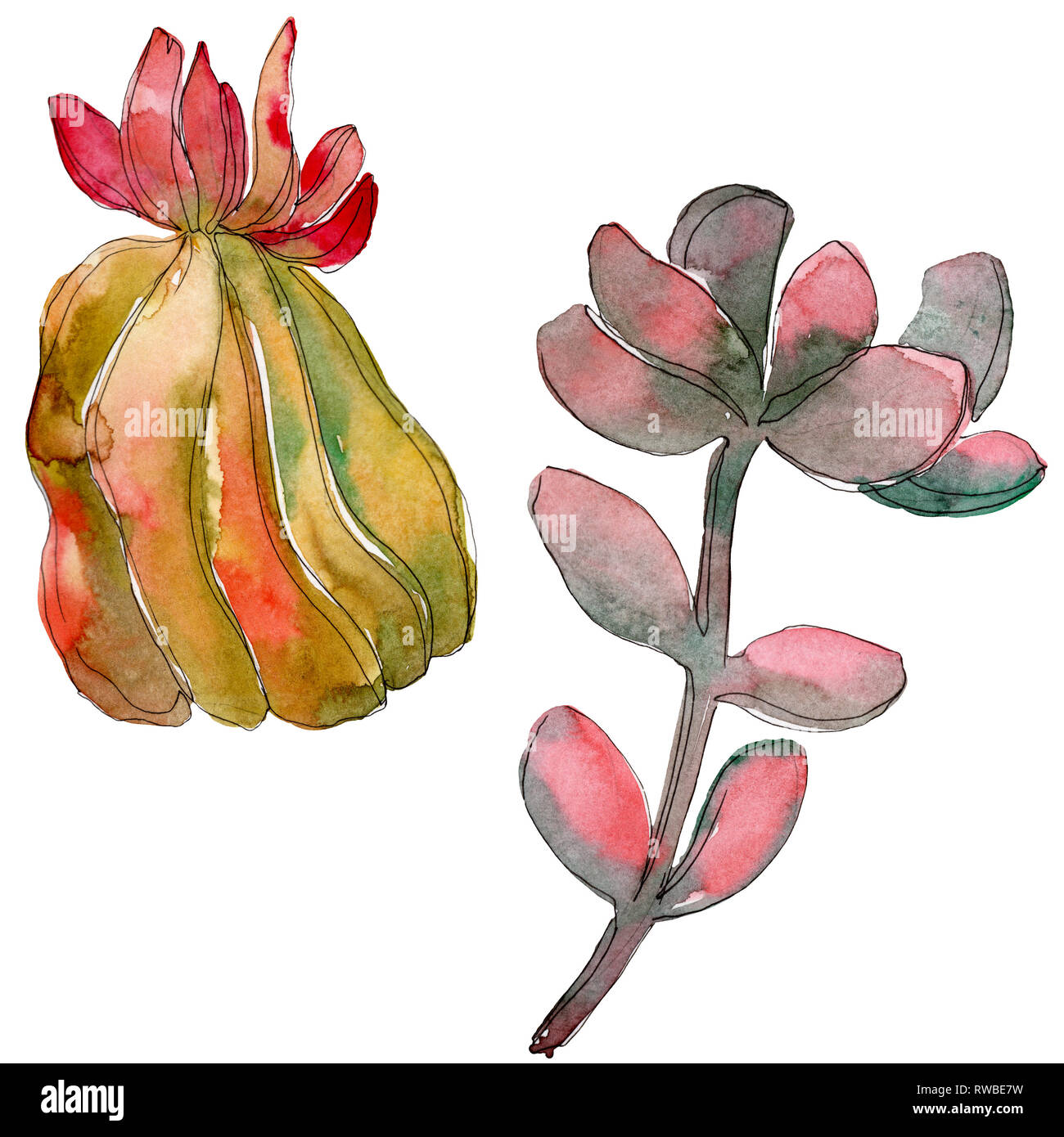 Floral Fleur Botanique Succulentes De La Jungle Lame De