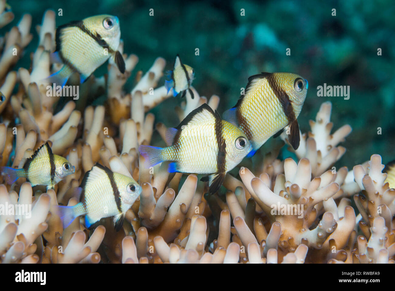 Dascyllus réticulée [Dascyllus reticulatus]. Nord de Sulawesi, en Indonésie. Banque D'Images