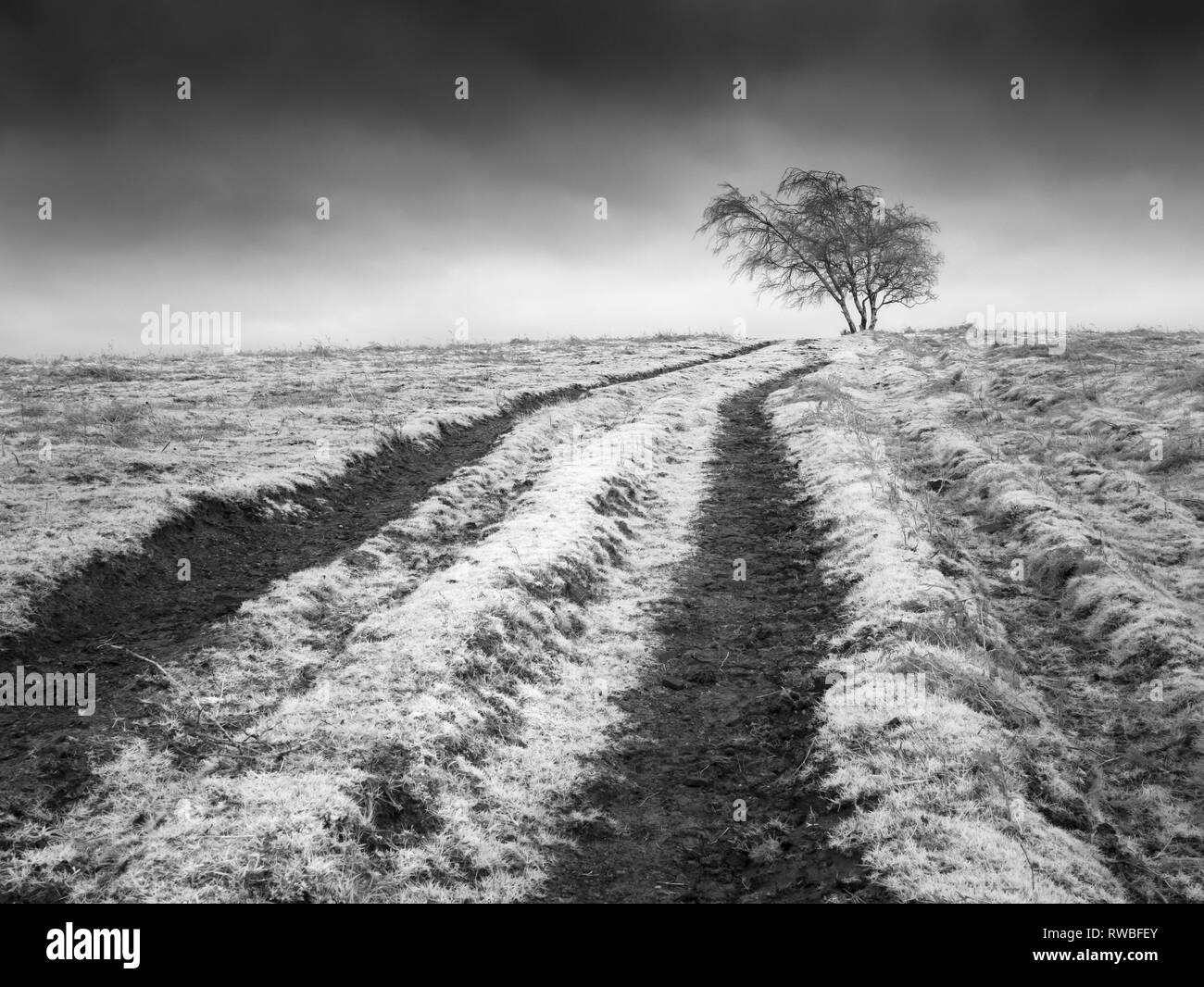 Une image infrarouge de Black Down sur les collines de Mendip dans le Somerset, Angleterre. Banque D'Images