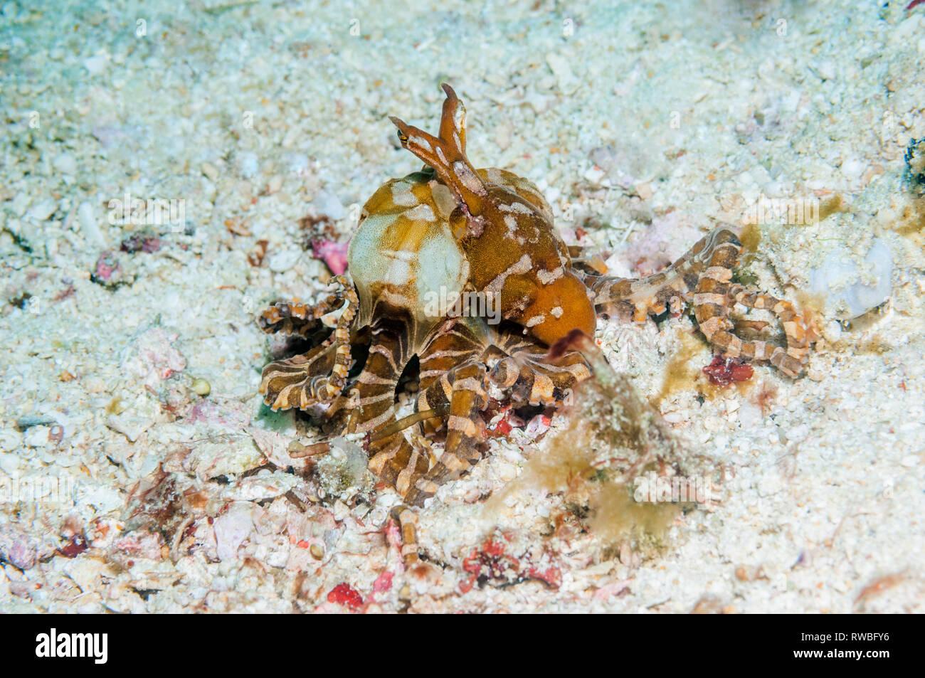 (Wonderpus Wunderpus photogenicus) transportant des oeufs. La Papouasie occidentale, en Indonésie. Banque D'Images