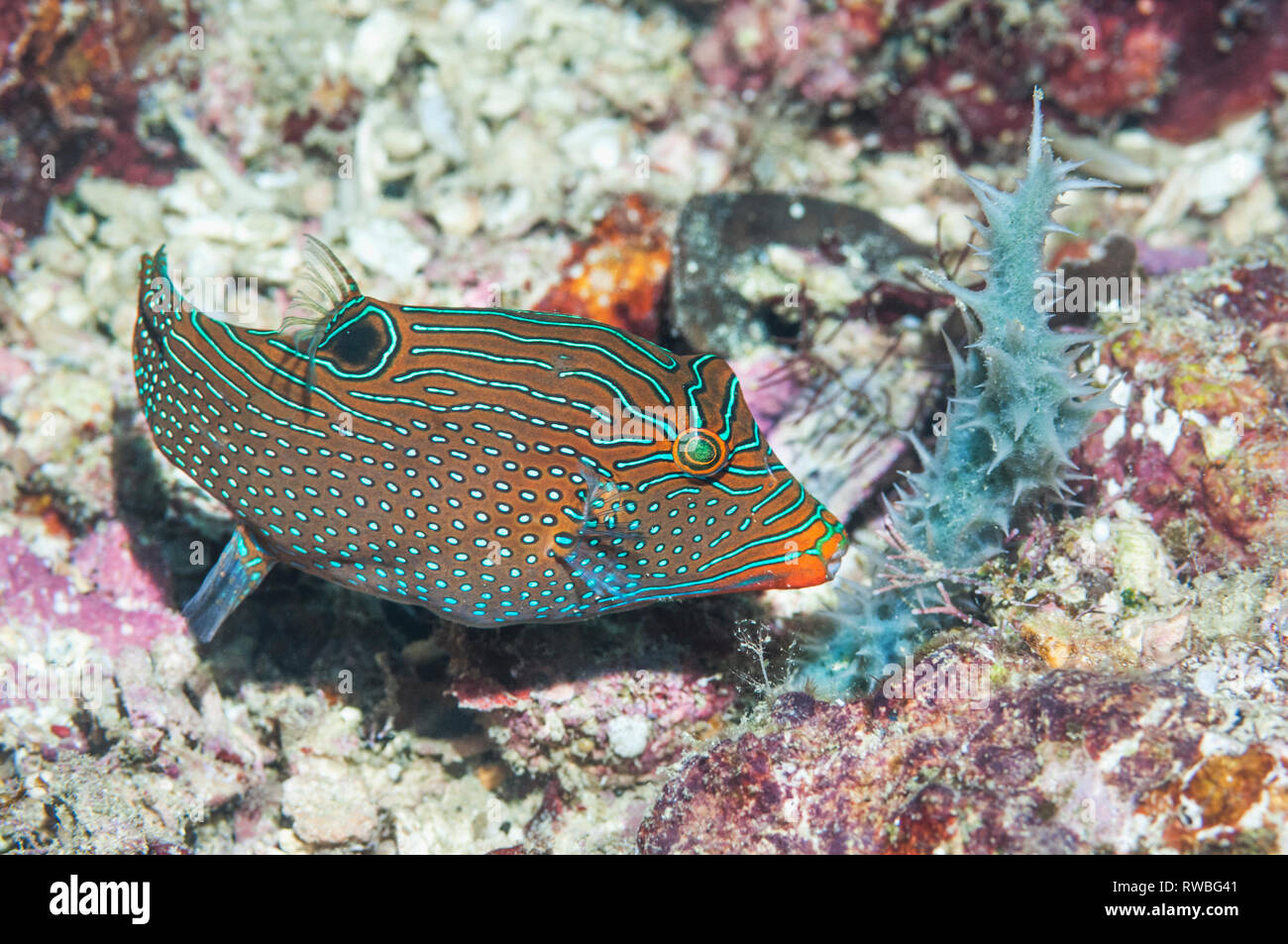 Déduits ou toby papoue [Canthigaster papua]. La Papouasie occidentale, en Indonésie. Banque D'Images