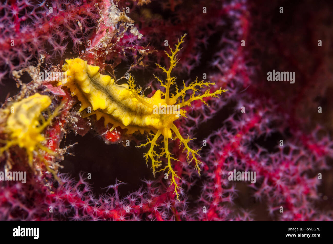 Concombre de mer jaune [Colochirus robustus]. La Papouasie occidentale, en Indonésie. Banque D'Images