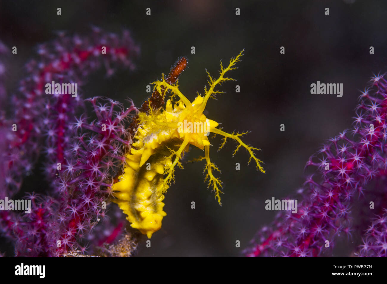 Concombre de mer jaune [Colochirus robustus]. La Papouasie occidentale, en Indonésie. Banque D'Images