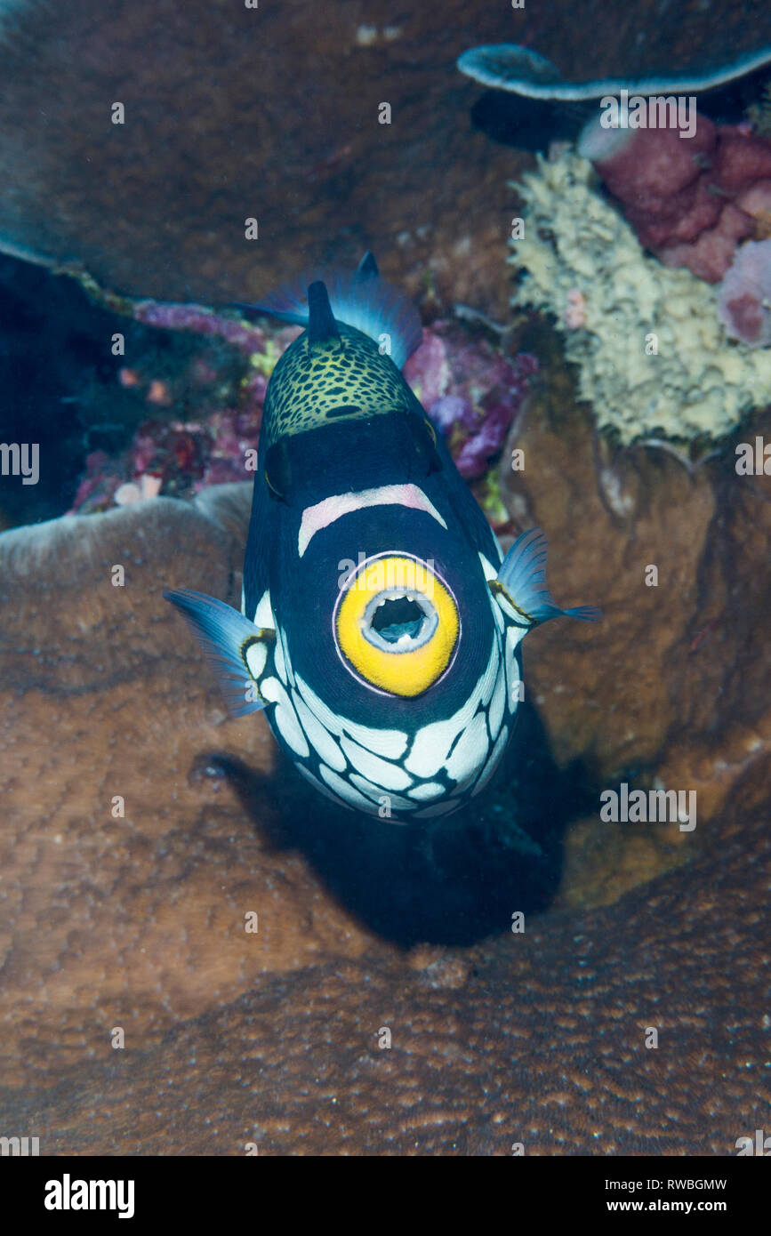 Clown triggerfish [Balistoides conspillum]. Nord de Sulawesi, en Indonésie. Banque D'Images