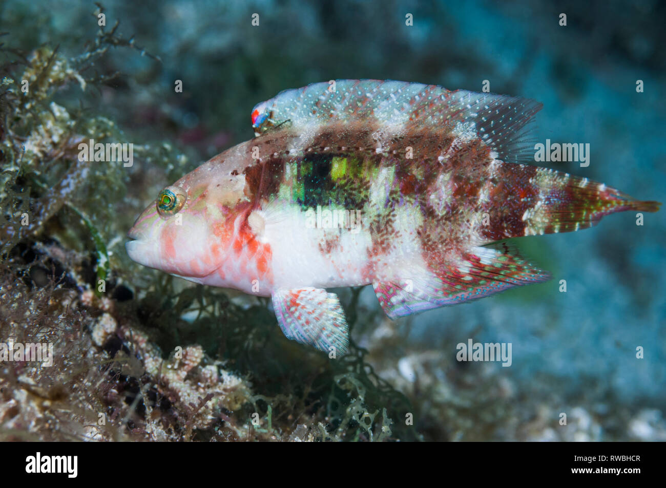 Deuxième place Napoléon [Oxycheilinus bimaculatus]. Aux Philippines. Banque D'Images