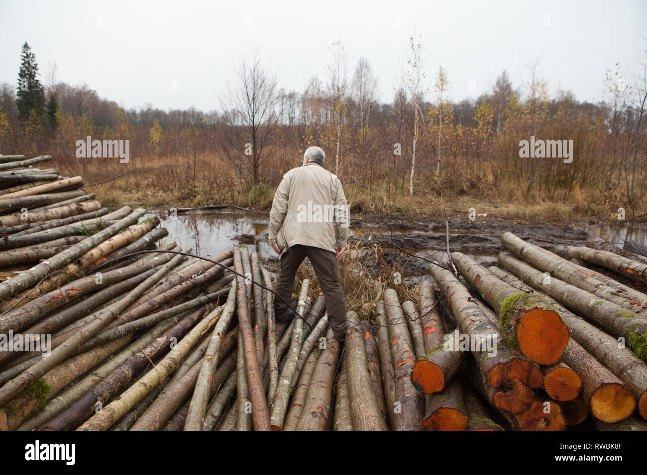 L'homme sur le dessus de la pile des forêts les troncs d'arbres en milieu rural Forêt, Vue arrière, la Lettonie Banque D'Images