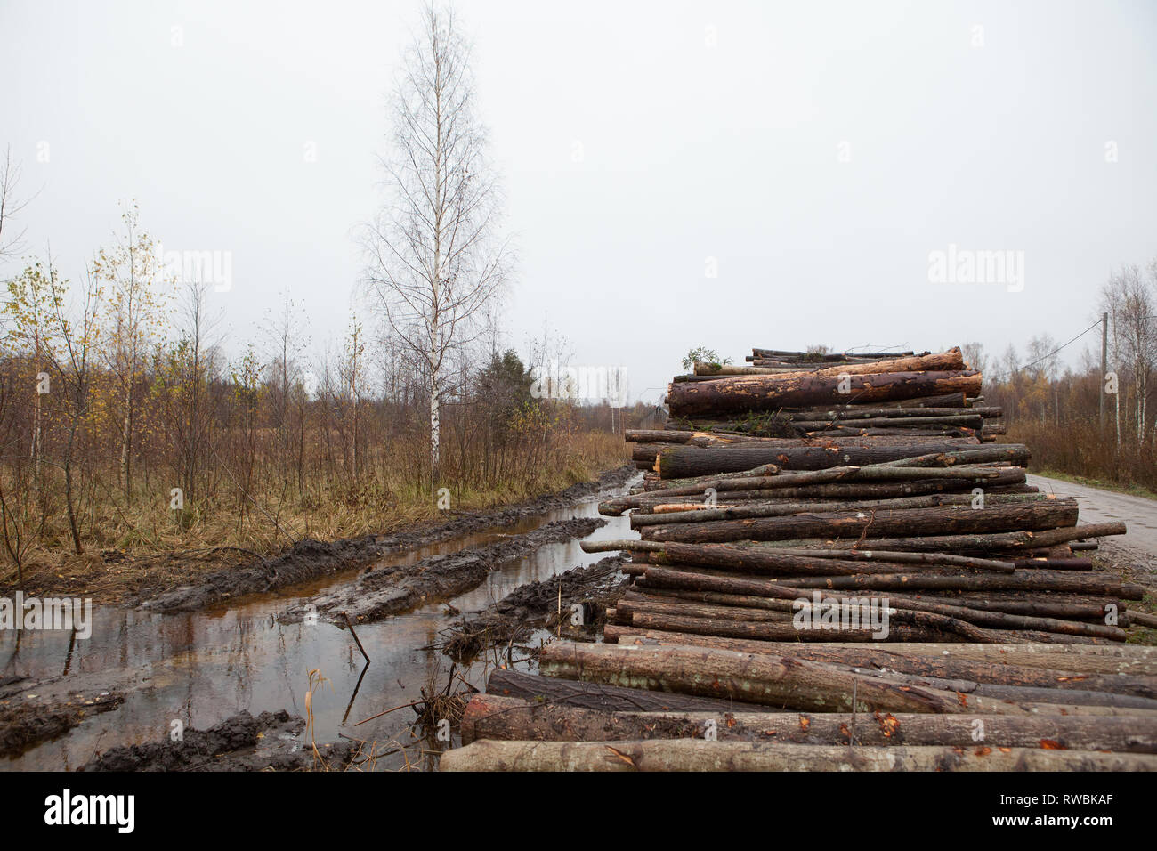 Le dégagement de la forêt les troncs d'arbres empilés en milieu rural forêt, Lettonie Banque D'Images