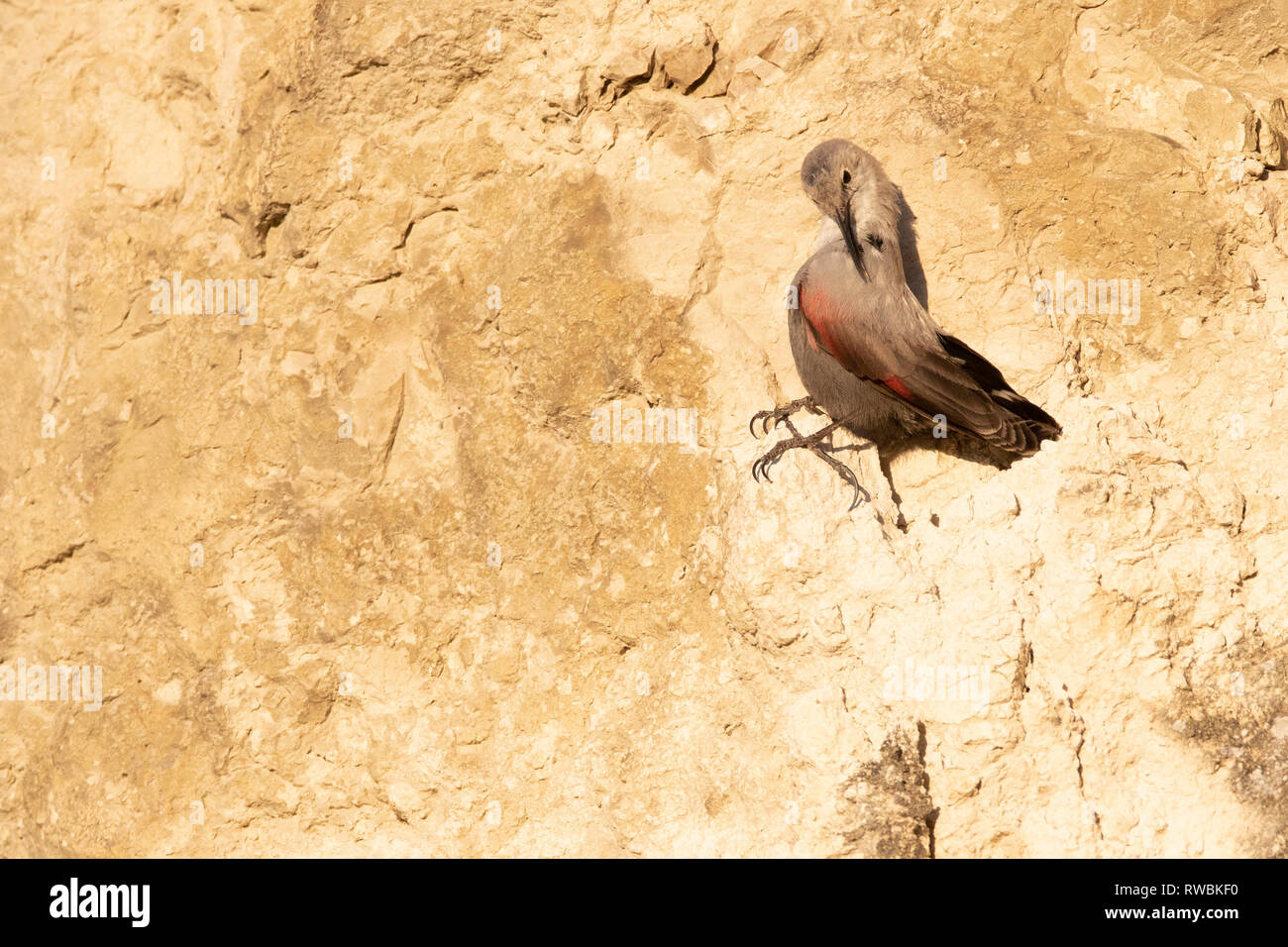 Wallcreeper regarder les oiseaux comme un papillon Banque D'Images