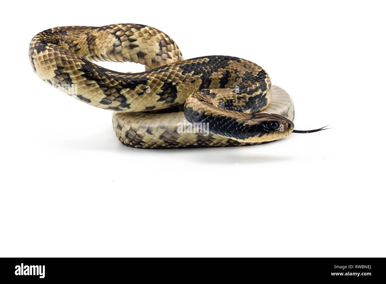 De l'eau faux cobra isolé sur fond blanc Banque D'Images