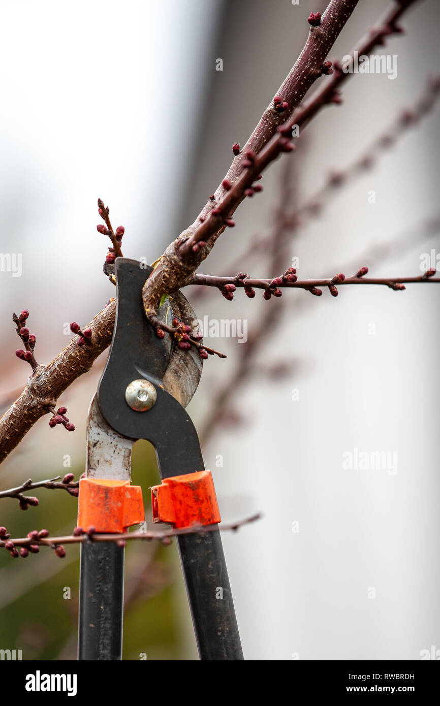 Couper des arbres d'un abricotier avec reservoir faite avec élagueurs au printemps Banque D'Images