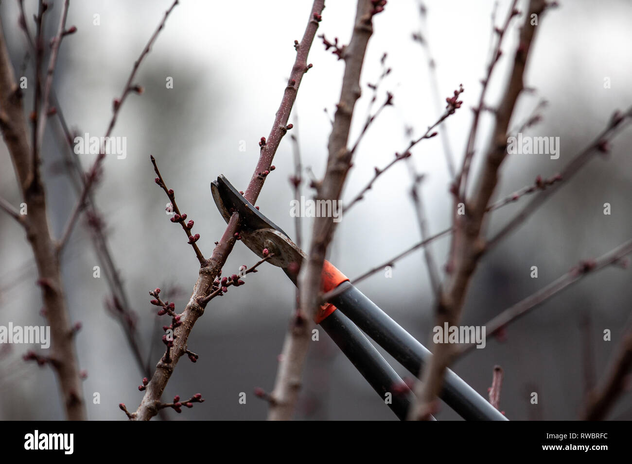 Couper des arbres d'un abricotier avec reservoir faite avec élagueurs au printemps Banque D'Images