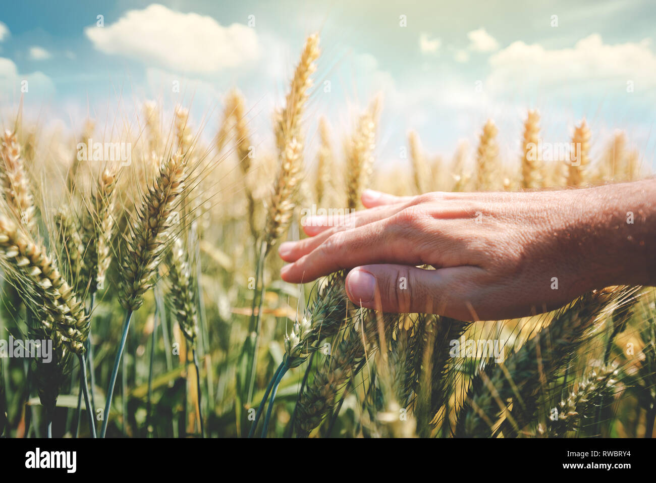 Concept de protection des cultures avec l'agriculteur récolte de blé vert toucher les oreilles en champ cultivé, selective focus Banque D'Images