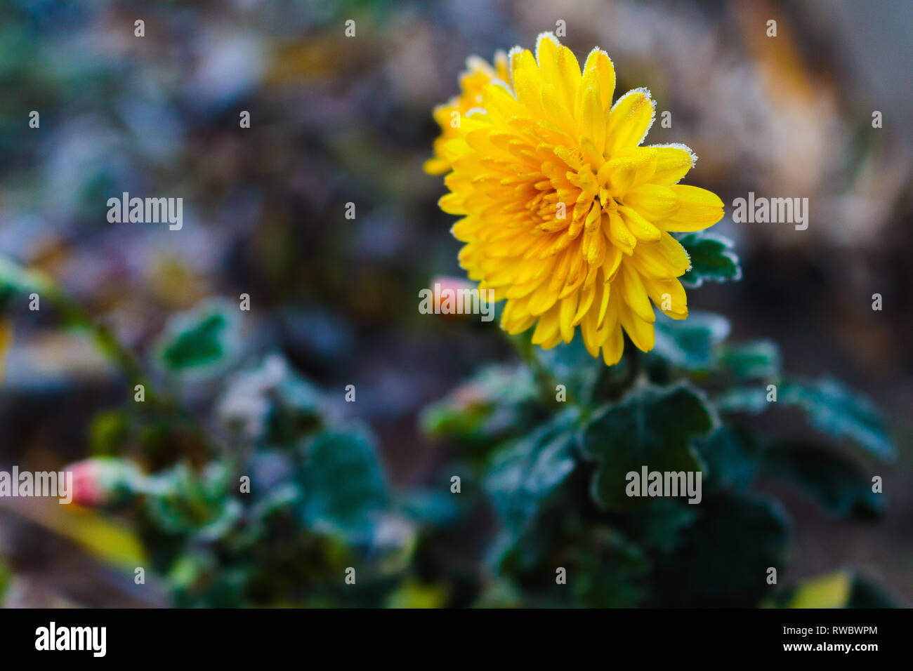 Fleur jaune chrysanthème gelé. Fleur de chrysanthème avec bourgeons gelés sur fond vert. Chrysanthème inflorenscence de Krivoï Rog, Ukraine Banque D'Images