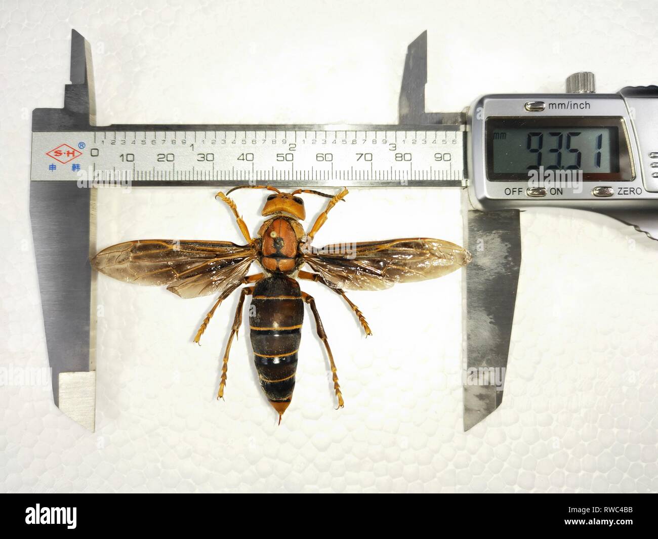 Beijing, Chine. Mar 6, 2019. Un spécimen d'une Vespa mandarinia avec une envergure de 9,35 centimètres et une longueur de corps de plus de 6 centimètres, c'est vu au Musée des insectes à Chengdu Huaxi, sud-ouest de la province chinoise du Sichuan. Huaxi Crédit : Musée des Insectes/Xinhua/Alamy Live News Banque D'Images