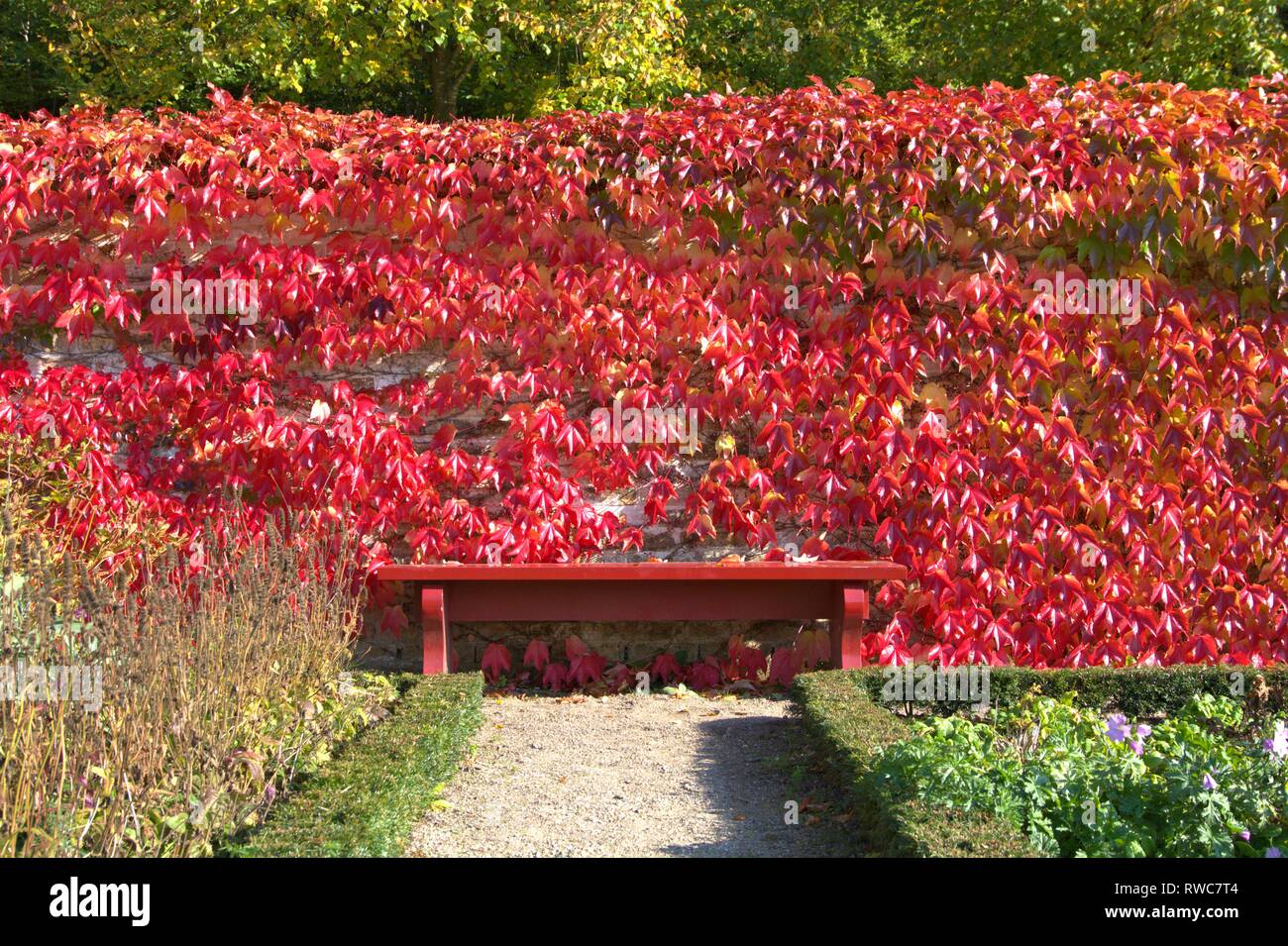 Un banc en bois rouge dans le Furstengarten Château de Gottorf Schleswig en devant un mur avec des feuilles de vigne rouge. Dans le monde d'utilisation | Banque D'Images