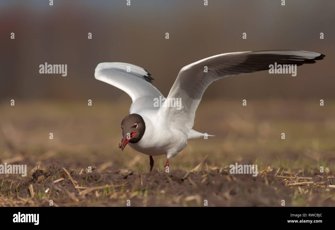 Mouette la chasse pour les vers de terre au printemps Banque D'Images