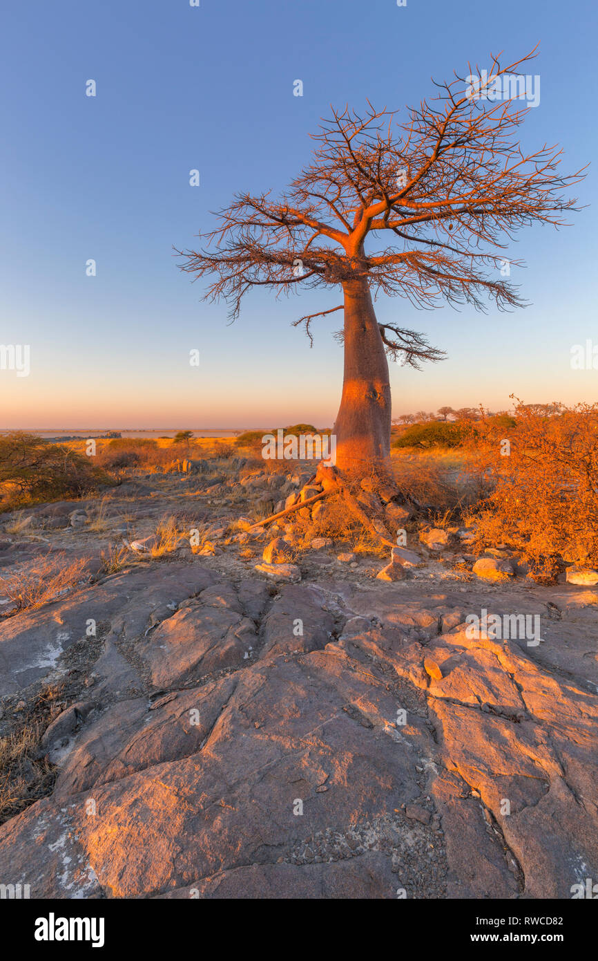 Baobab au lever du soleil Banque D'Images