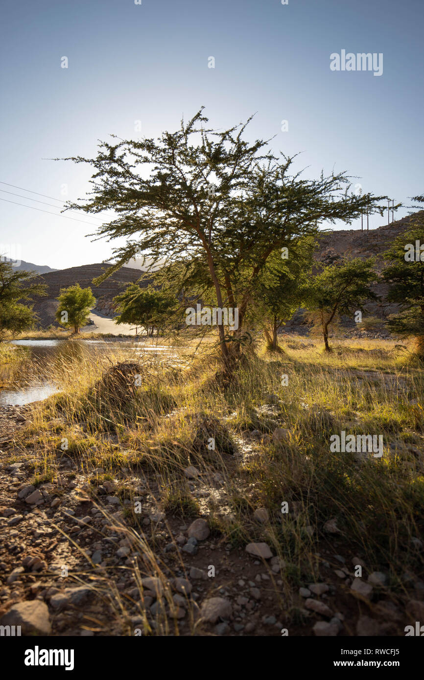 Oasis près de Bahla en Oman Banque D'Images