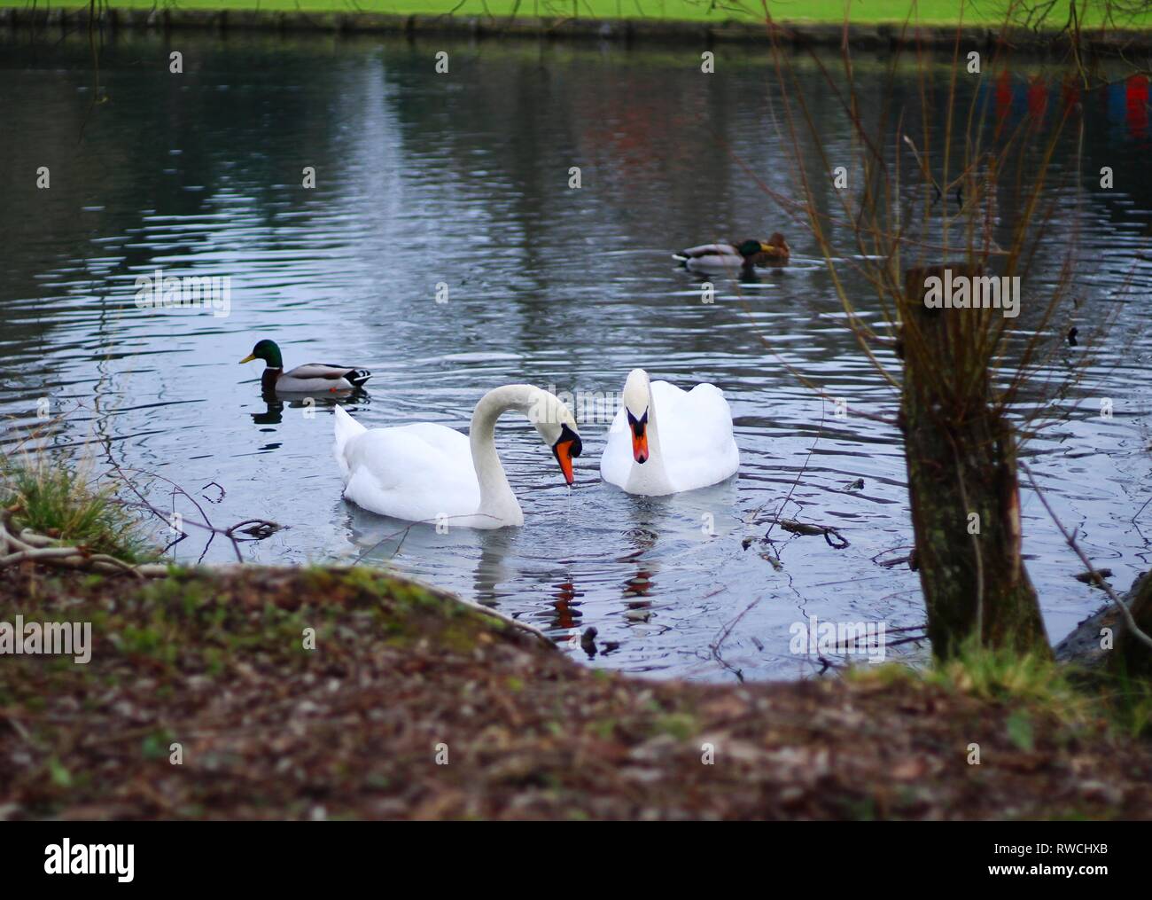 Une paire de cygnes tuberculés blanc sur un lac avec des canards dans l'arrière-plan Banque D'Images