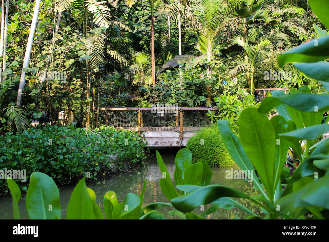 Voir Pont de corde et de bois sur les cours d'eau plantes vertes tropicales Banque D'Images