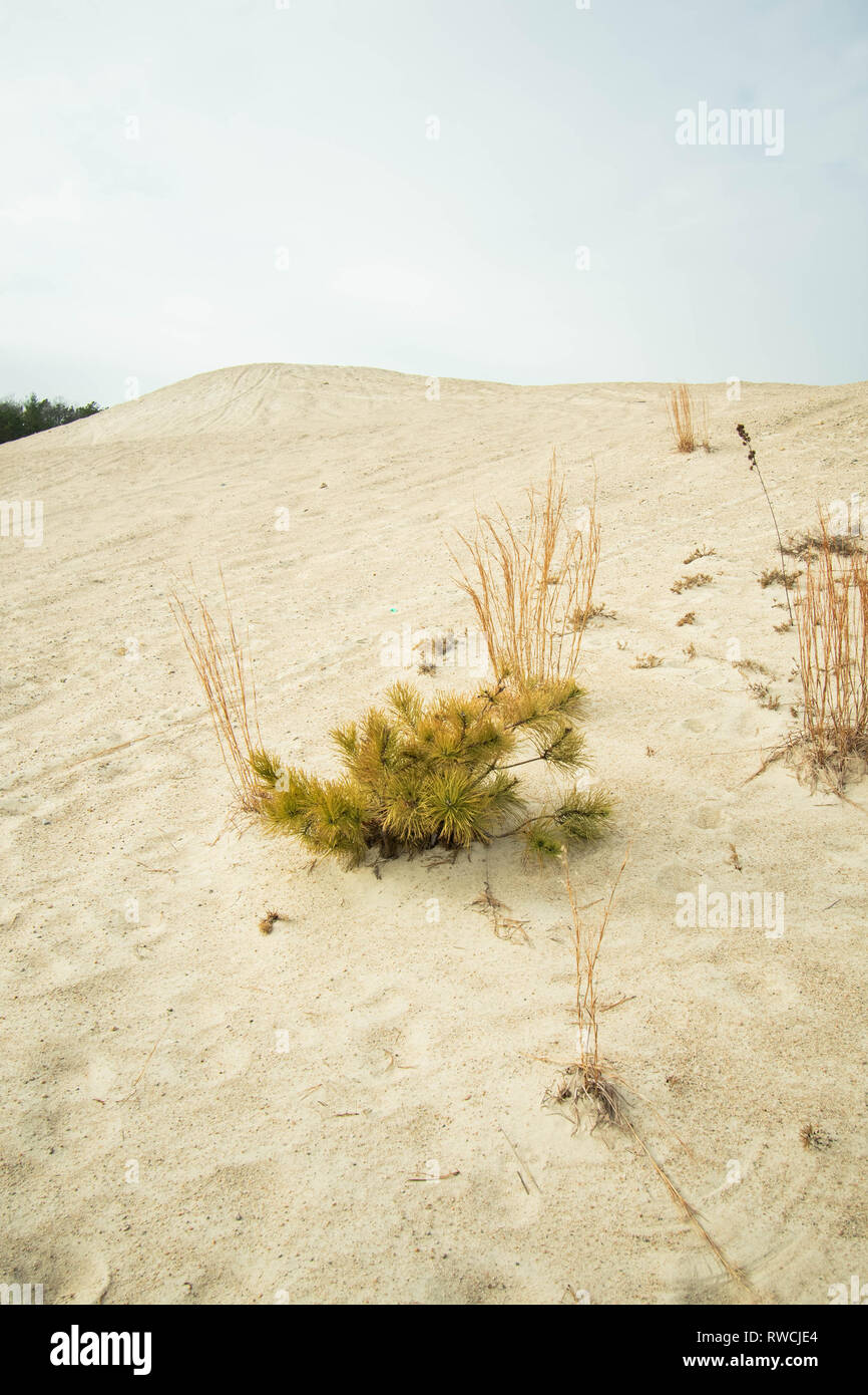 Une plante poussant au milieu des dunes de sable Banque D'Images