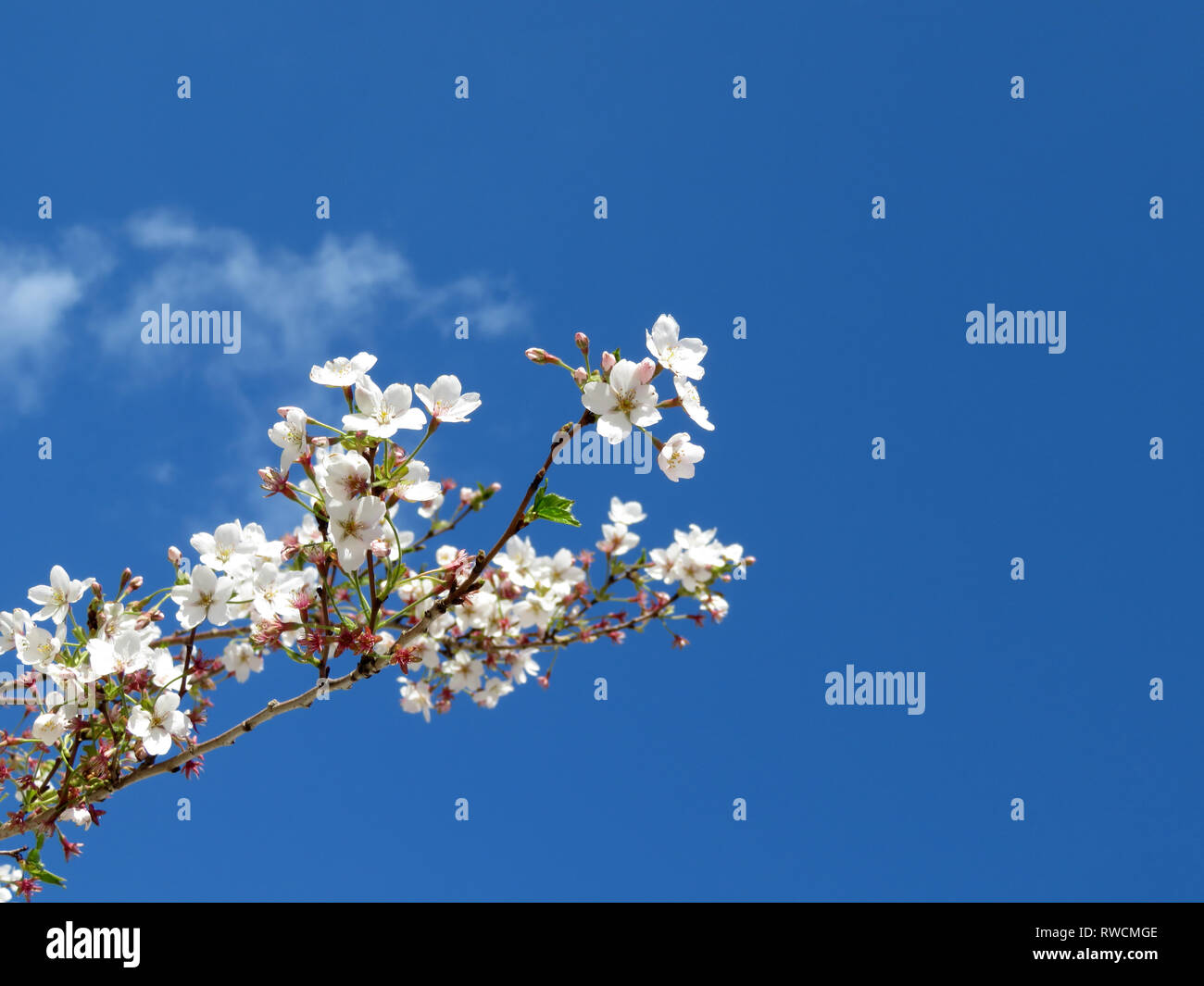 Fleur de cerisier au printemps. Fleurs de Sakura contre le ciel bleu avec des nuages blancs, de fond de carte de vœux romantique Banque D'Images