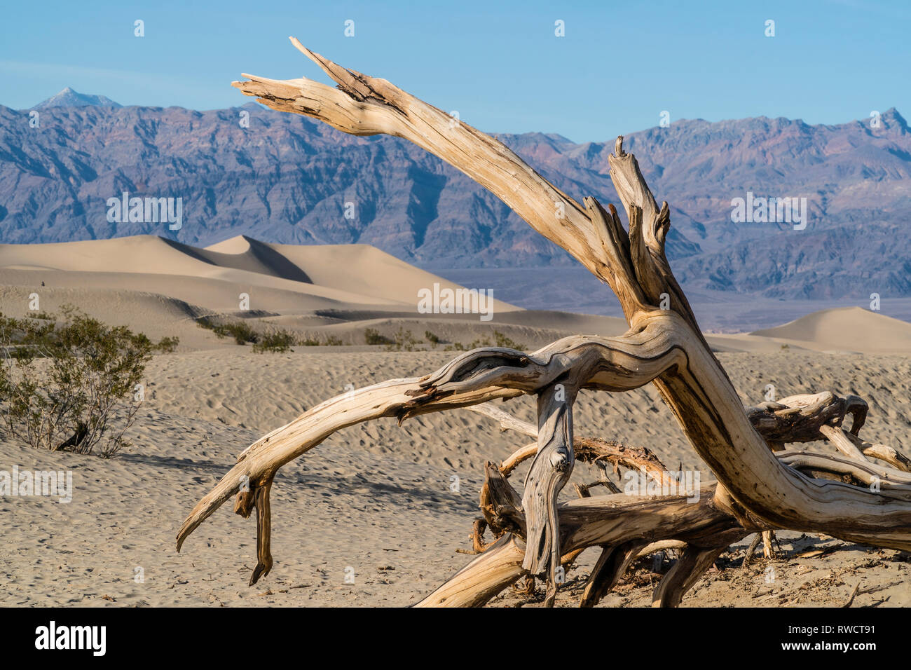 Les dunes de sable de la Death Valley National Park avec twisted et stérile de membres de buissons et de petits arbres couchés sur le sable avec des montagnes en arrière-plan. Banque D'Images