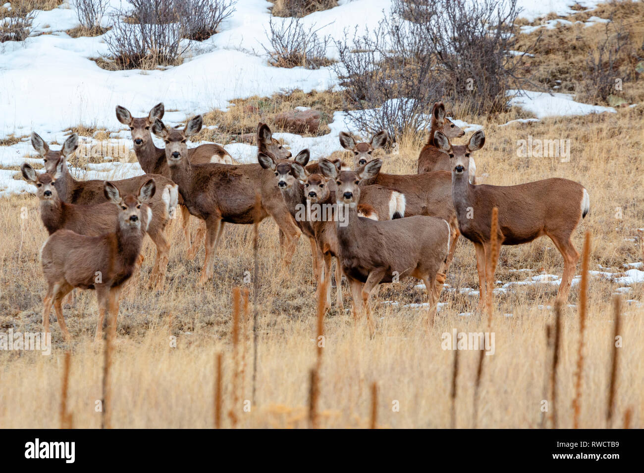 Beau troupeau de cerfs-mulets dans le Pike National Forest of Colorado en hiver Banque D'Images