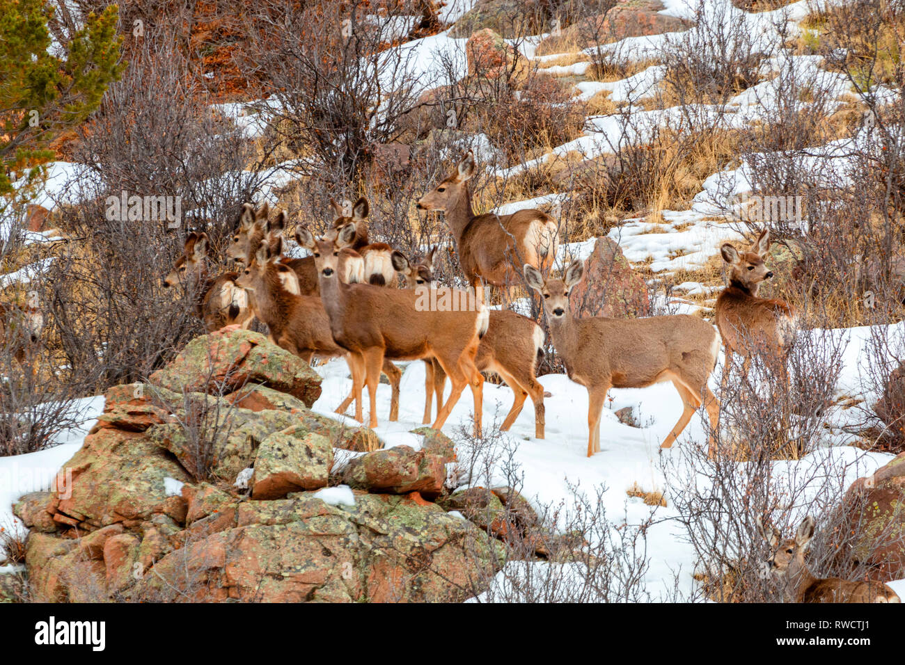 Beau troupeau de cerfs-mulets dans le Pike National Forest of Colorado en hiver Banque D'Images