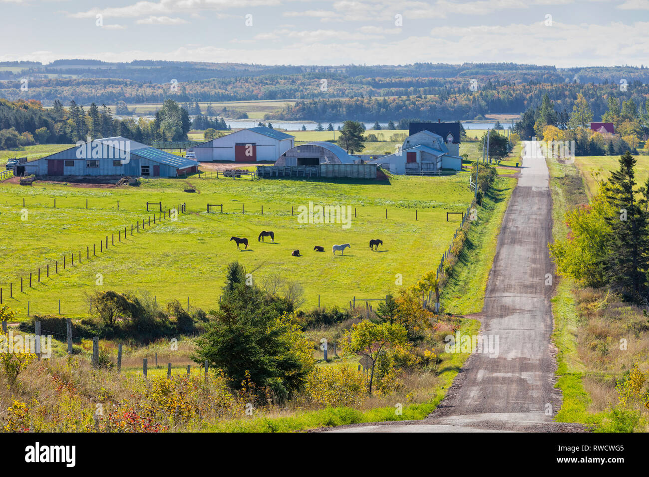 Chevaux paissant dans les pâturages, Burlington, Prince Edward Island, Canada Banque D'Images