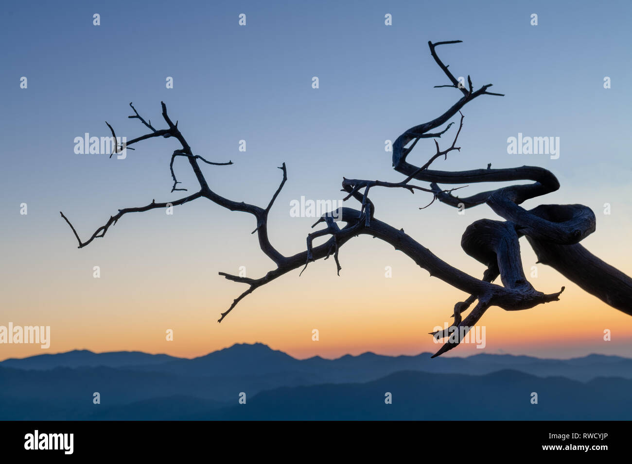 Un arbre mort au cours de l'Heure Bleue à un sentier nature dans Machiaras, Chypre Banque D'Images