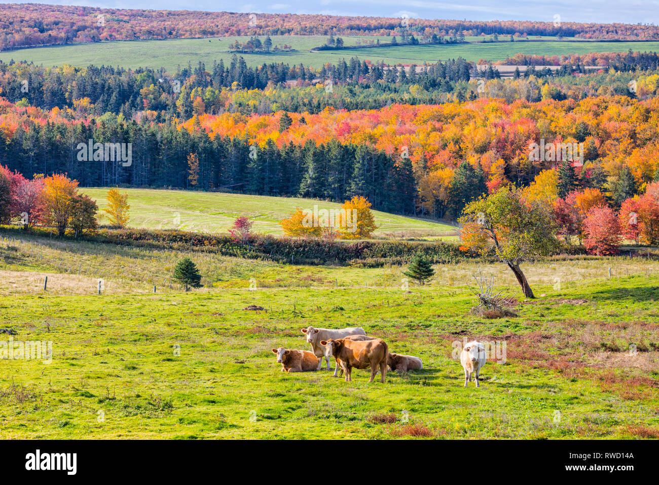 Le pâturage du bétail, Fredericton, Prince Edward Island, Canada Banque D'Images
