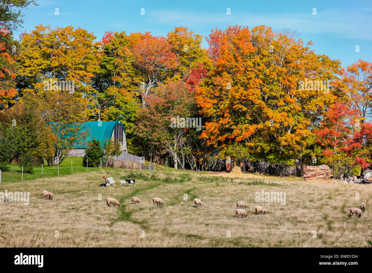 Le pâturage des moutons et des chèvres, Clyde River, Prince Edward Island, Canada Banque D'Images