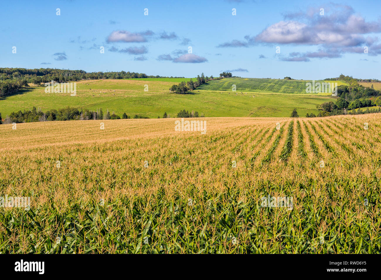 Cornfield, Glen Valley, Prince Edward Island, Canada Banque D'Images