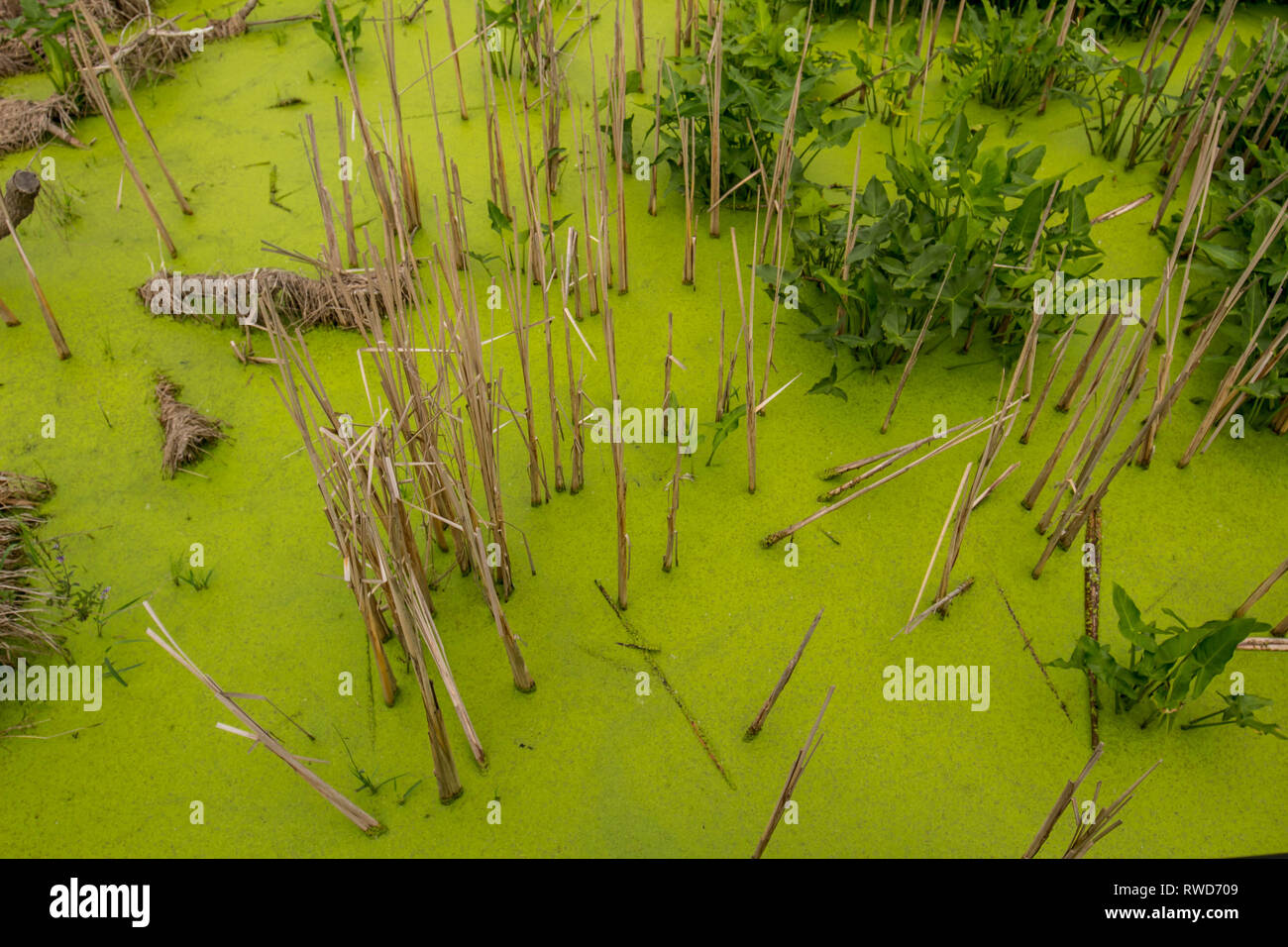 Algues dans un marais. Banque D'Images