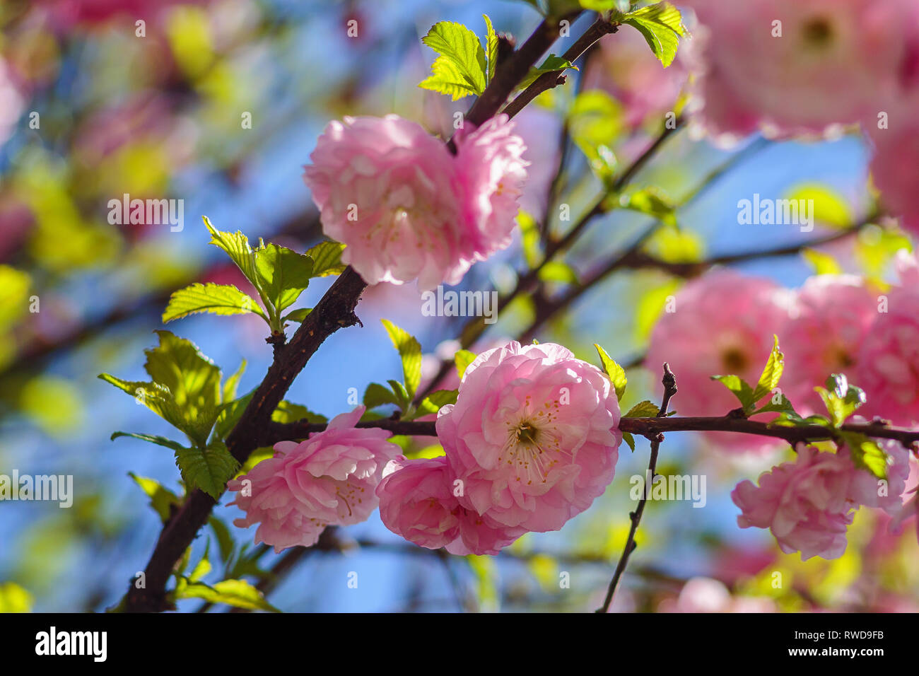 Le Amber rose rose fleur de belles fleurs à la saison du printemps 24. Fond de Ciel bleu. Feuilles vertes. Printemps de l'Ukraine. Banque D'Images