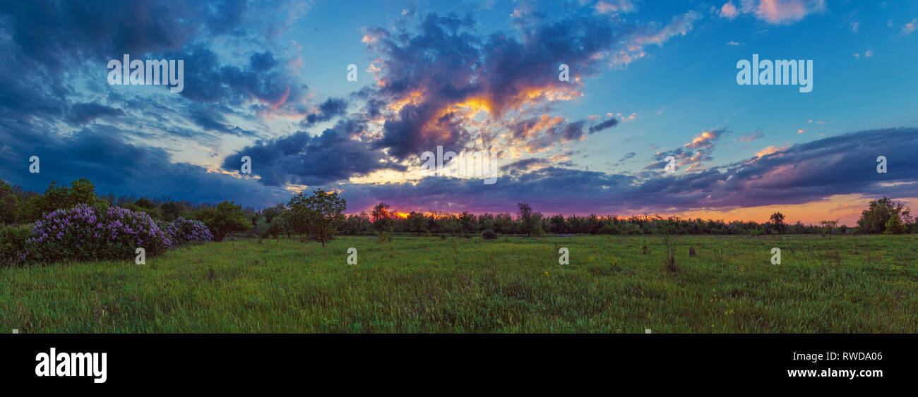 Le Syringa urticaire au soleil nuageux lumineux. Panorama des terres et du paysage coucher soleil soir Nuageux lumineux. Soirée de Printemps en Ukraine Banque D'Images
