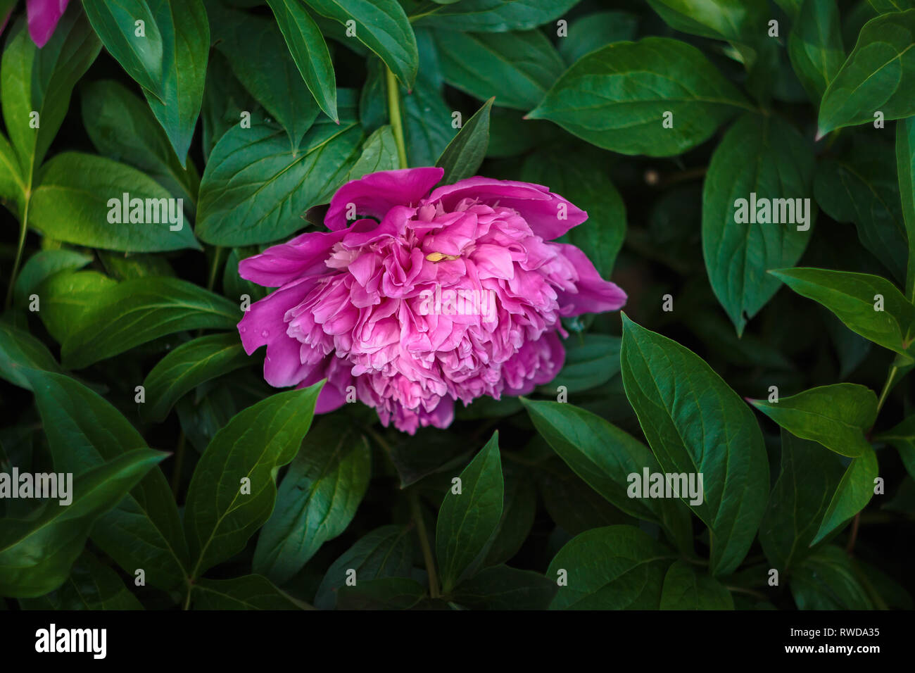 Une pivoine fleur sur l'arrière-plan de feuilles à la lumière du jour. Feuilles de pivoine vert. Fleur fleur de pivoine Banque D'Images