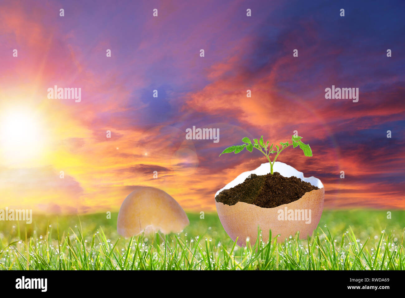 Dimanche de Pâques le lever du soleil sur un paysage avec des œufs de Pâques nouveau fissurée montrant la vie des plantes en croissance, symbolisant le message du Christianisme de la tombe vide de Banque D'Images